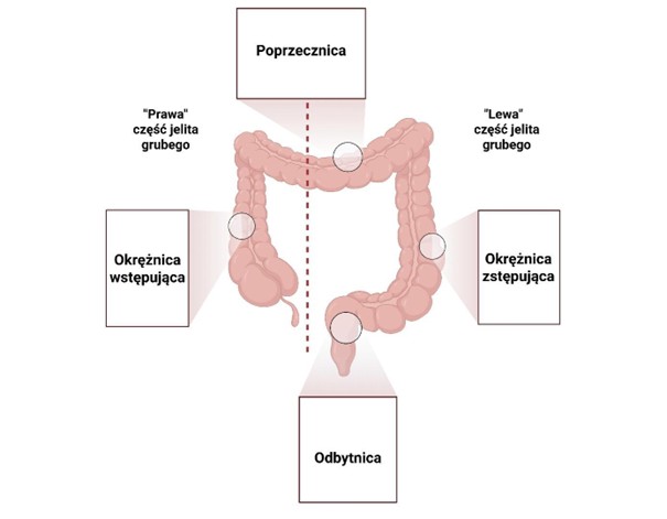 Rycina 1. Schemat anatomiczny jelita grubego.